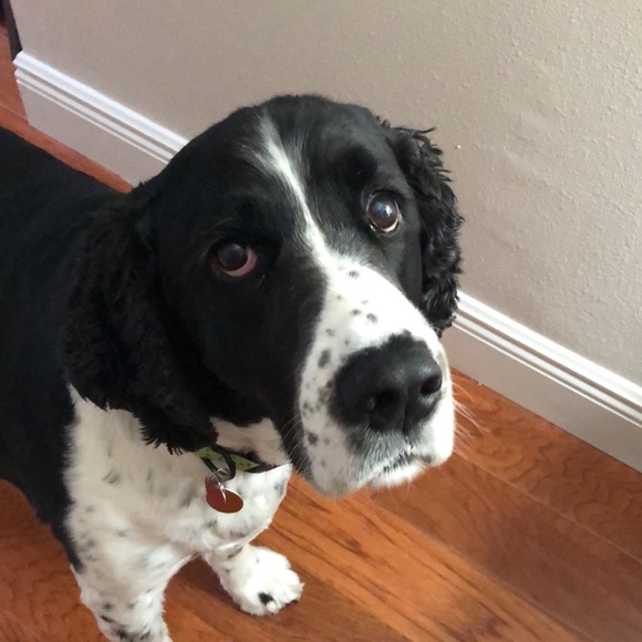 Quick shipping, posh ambassador, NWT - Picture 3 of 5